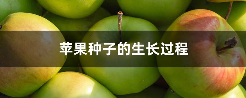 我的世界苹果怎么得_iphone世界_世界苹果主要产地在哪里
