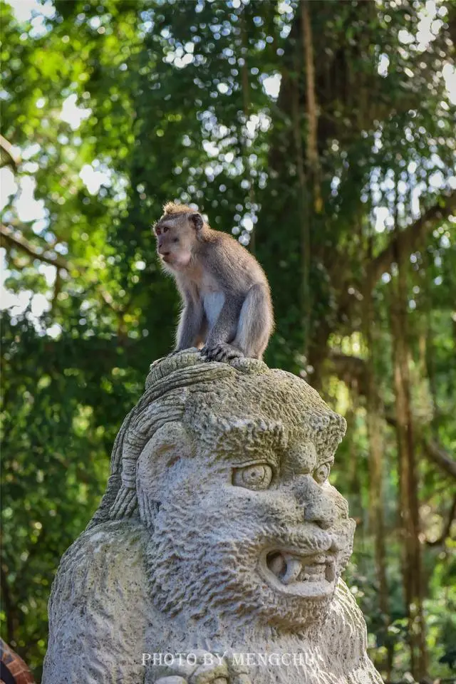 超级神猴降价_超级神猴为什么那么贵_超级神猴