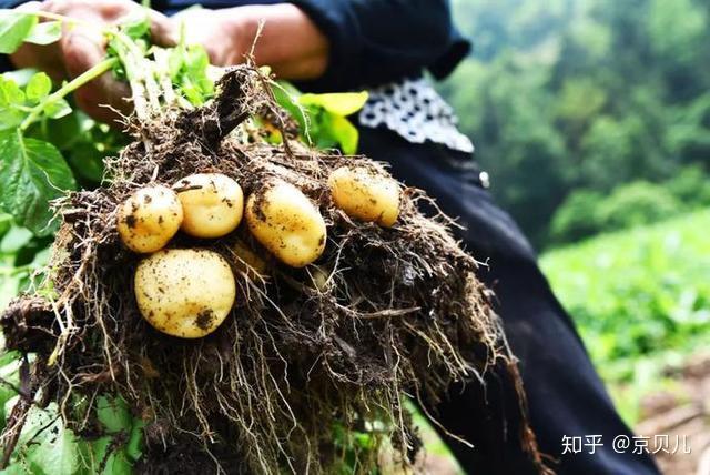 土豆梗挖西伯利亚怎么挖_土豆梗挖西伯利亚能种吗_西伯利亚挖土豆什么梗
