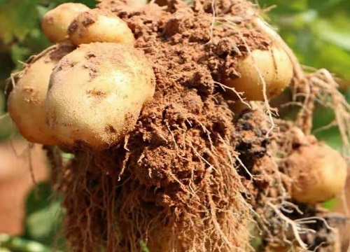 西伯利亚挖土豆什么梗_土豆梗挖西伯利亚怎么挖_土豆梗挖西伯利亚能种吗