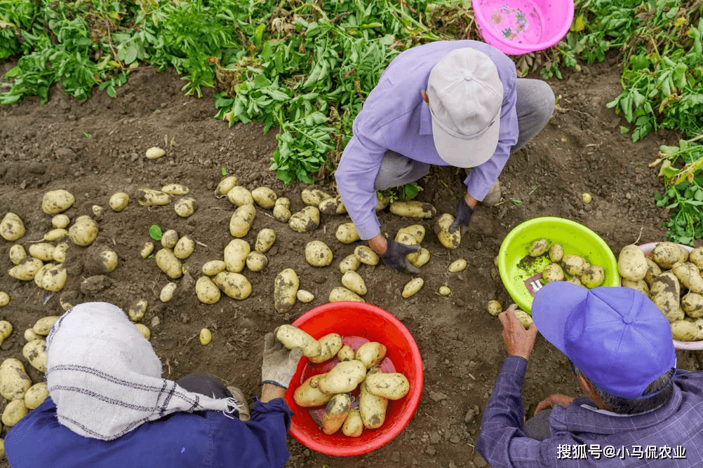 西伯利亚挖土豆什么梗_土豆梗挖西伯利亚怎么挖_土豆梗挖西伯利亚能种吗
