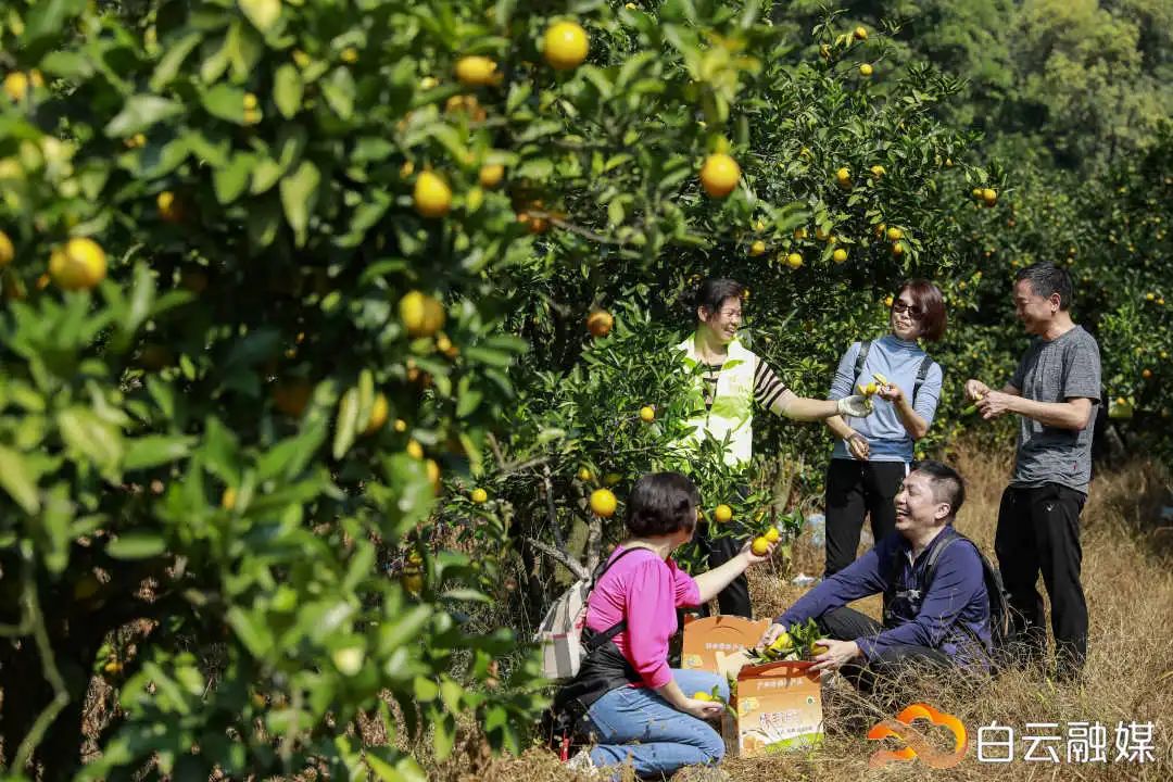 甜橙视频_傻子的短句子_什么大学有哲学
