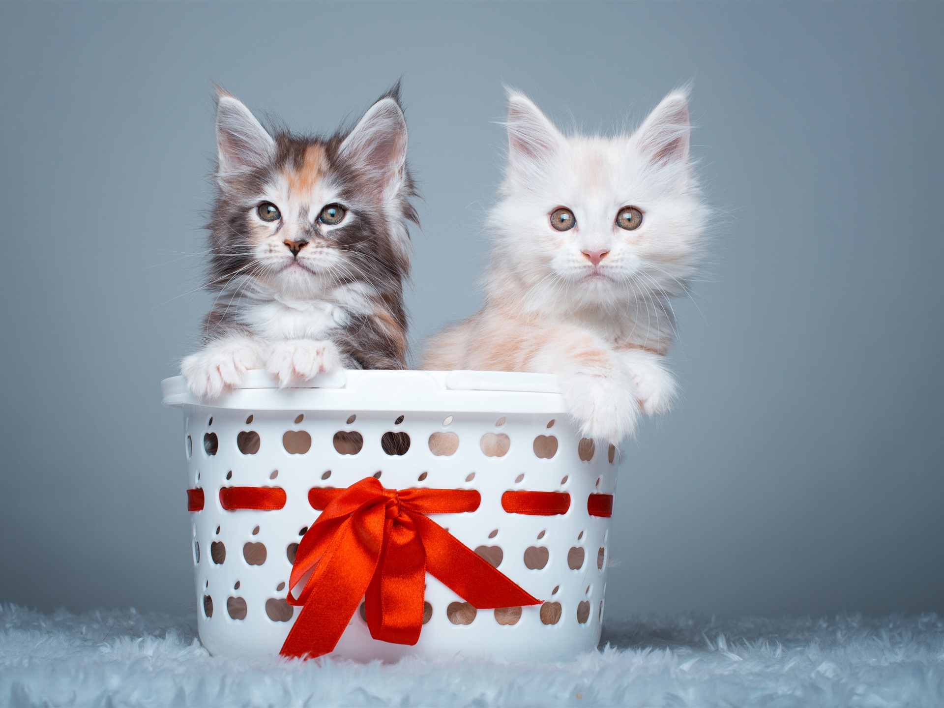 养猫咪手游_养小猫小游戏_手机养小猫游戏