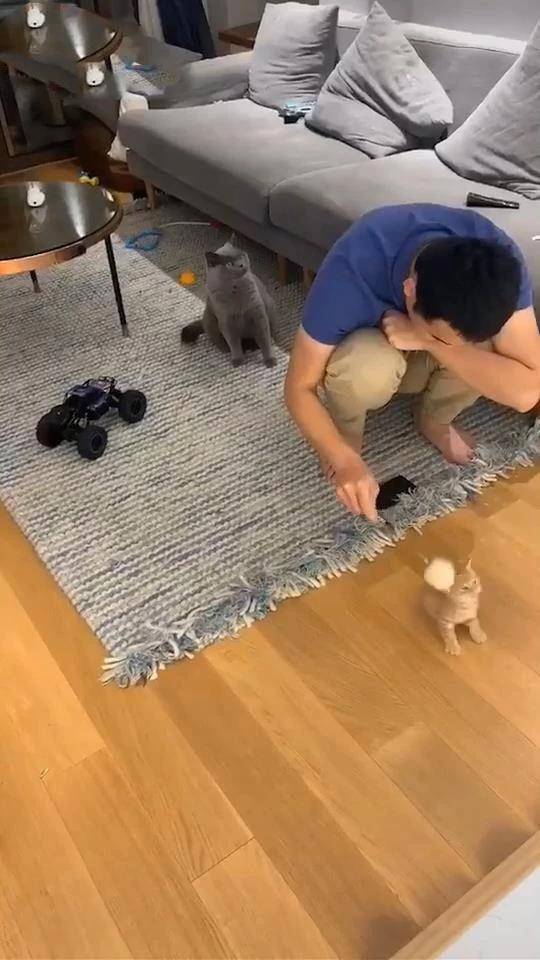手游猫app_手机游戏关于猫_猫手机游戏房子