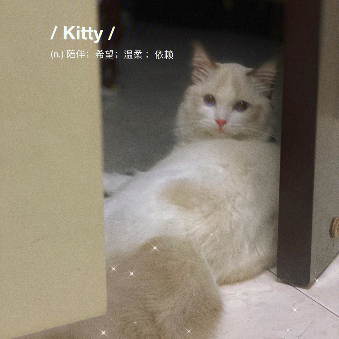 手机游戏关于猫_猫手机游戏房子_手游猫app