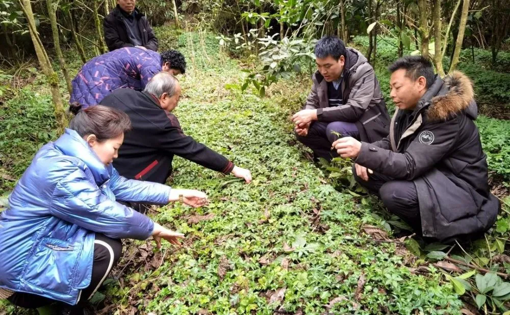 中药手机游戏-中药游戏新玩法：神奇中药娱乐探索