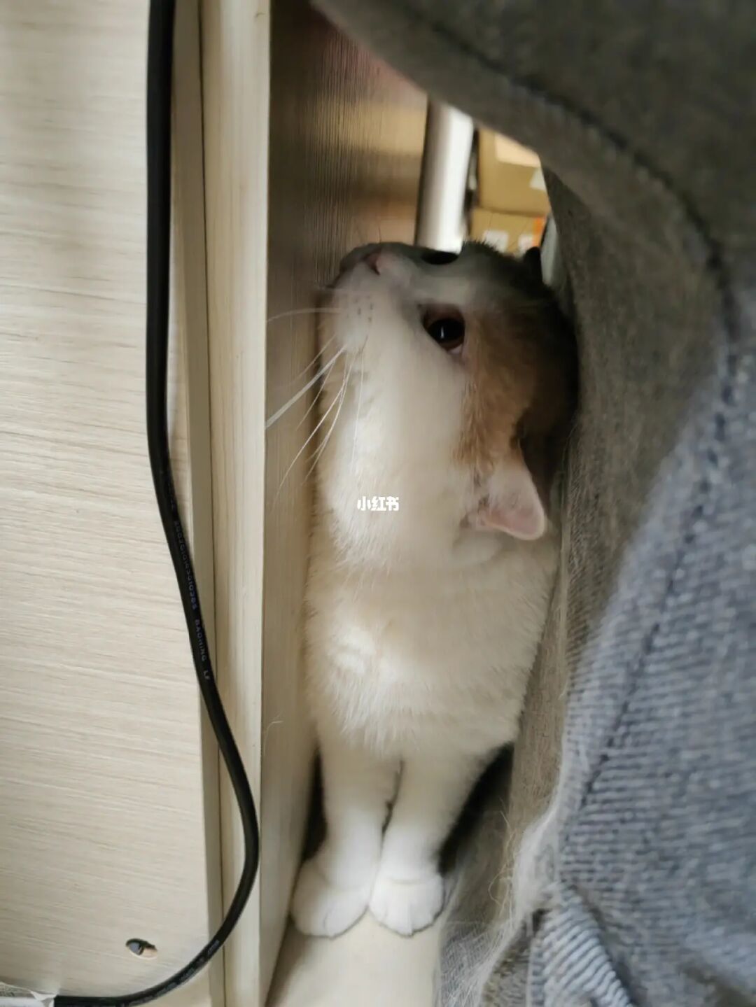 长条猫表情包_长条猫手机游戏_长腿猫游戏
