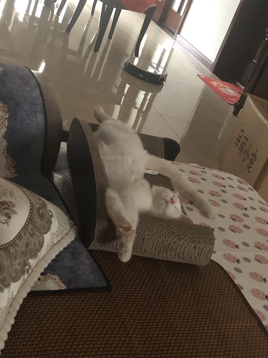 长腿猫游戏_长条猫表情包_长条猫手机游戏