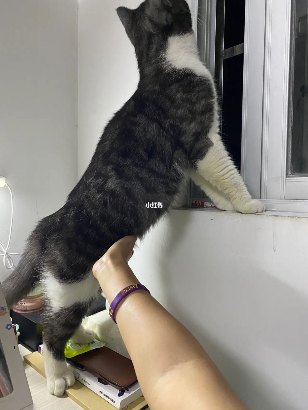 长腿猫游戏_长条猫手机游戏_长条猫表情包