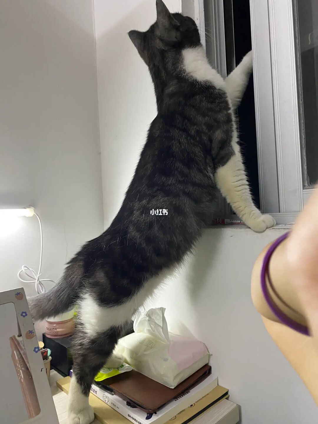 长条猫表情包_长腿猫游戏_长条猫手机游戏