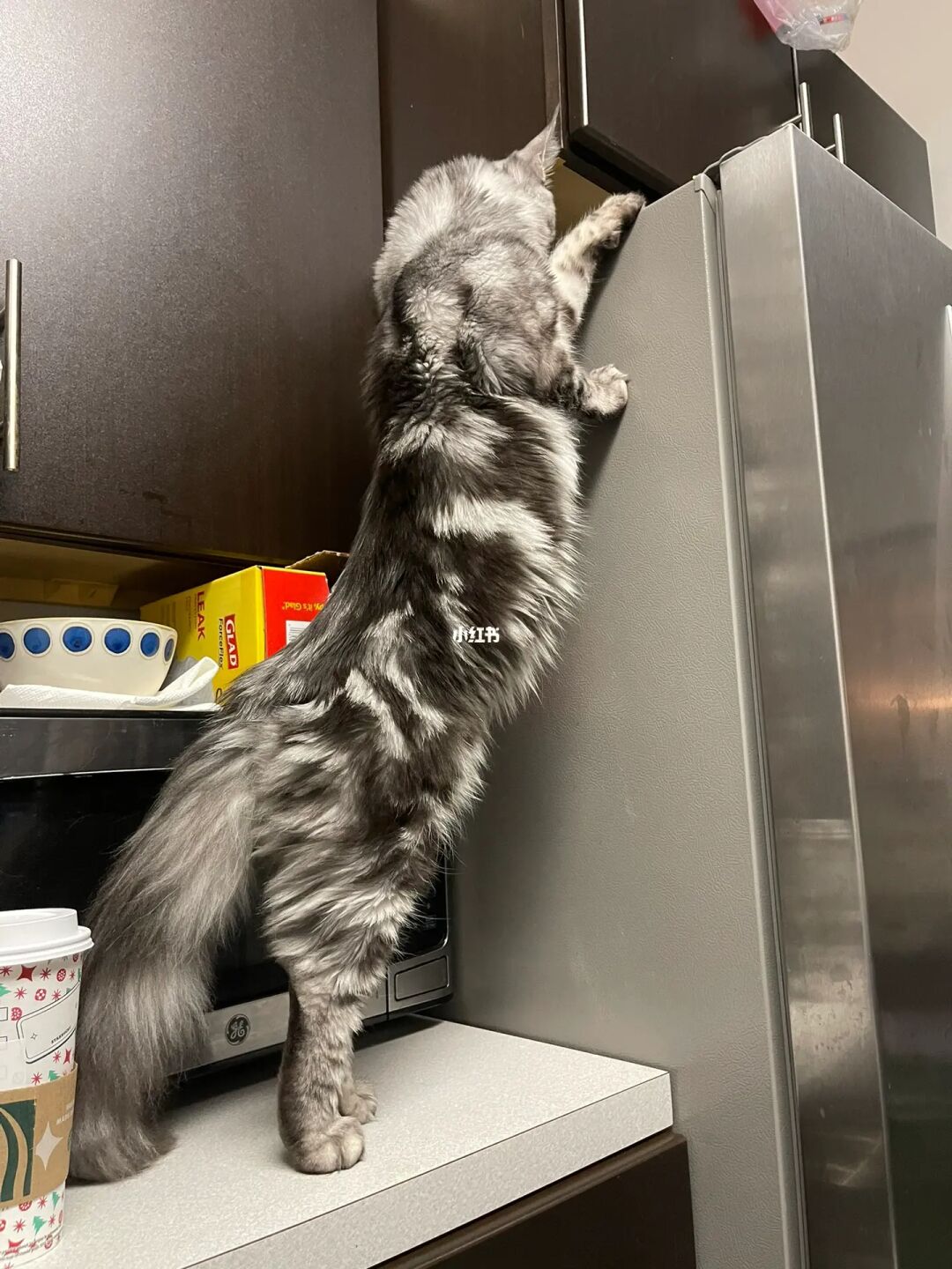 长腿猫游戏_长条猫表情包_长条猫手机游戏