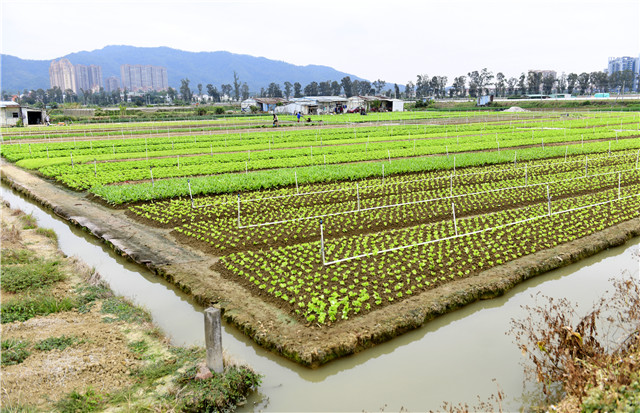 收菜游戏软件_收菜的手游_手机收菜游戏