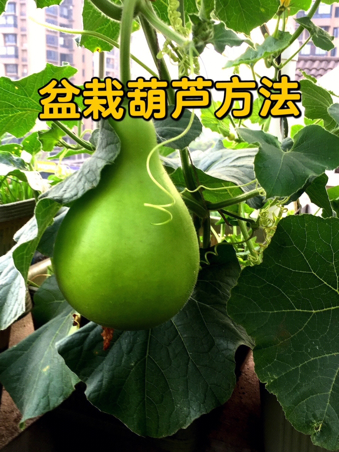 葫芦招财壁纸_招财葫芦 手机游戏_葫芦招财的图片