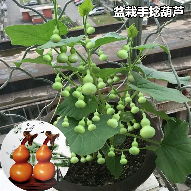 招财葫芦 手机游戏_葫芦招财壁纸_葫芦招财的图片