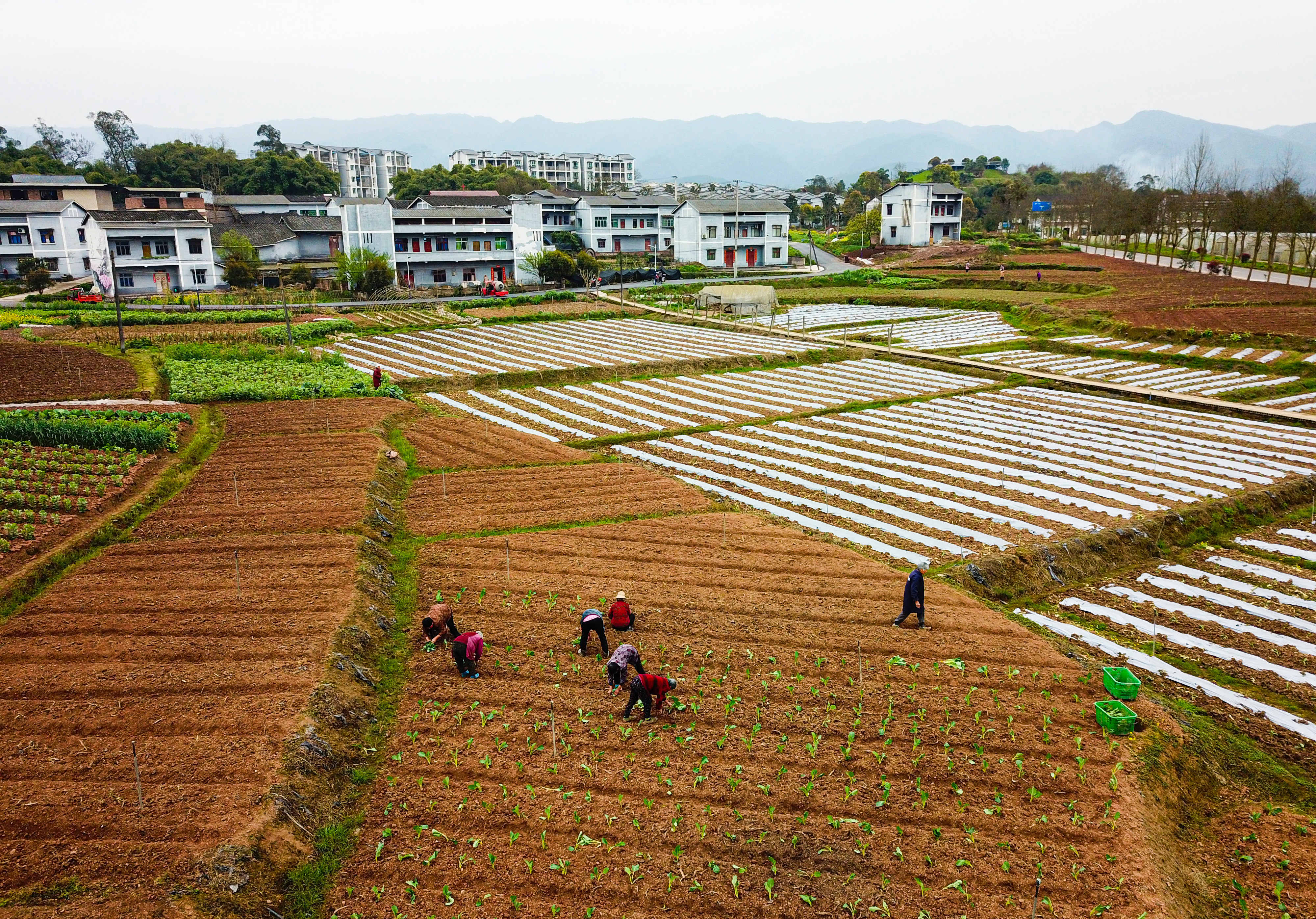 田园种植手机游戏大全_田园种植手机游戏破解版_种植田园手机游戏