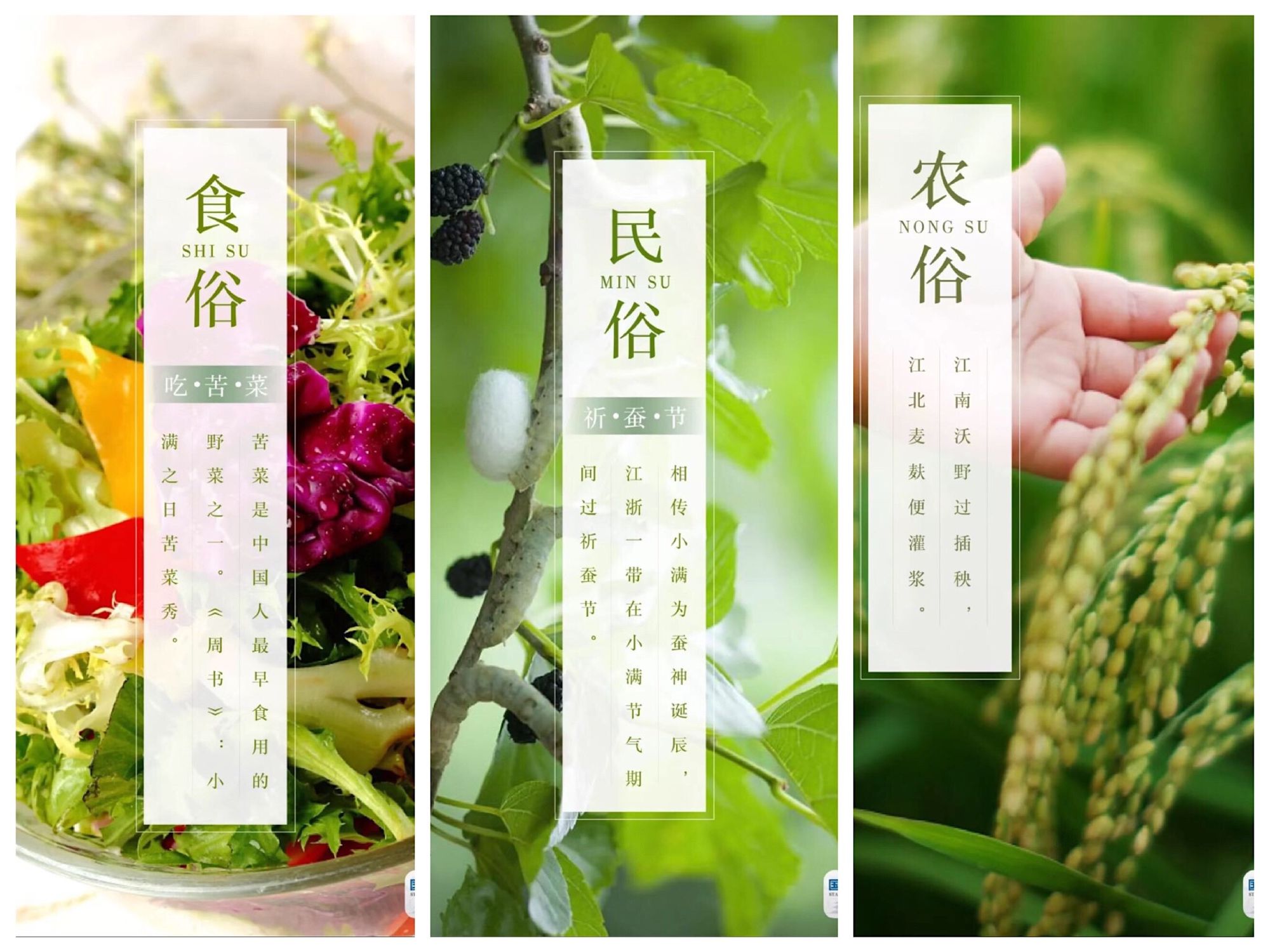 小满月是什么意思_小满是几月几日?_小满月是哪里人