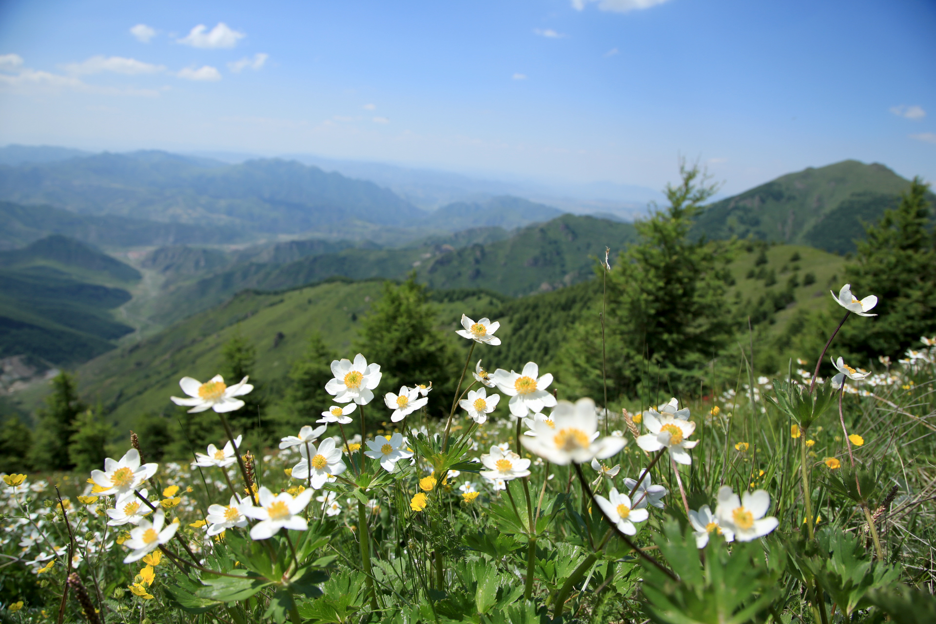 高山柳_高山柳树苗批发_高山柳别名叫什么