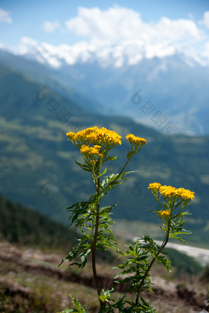 高山柳树苗批发_高山柳别名叫什么_高山柳