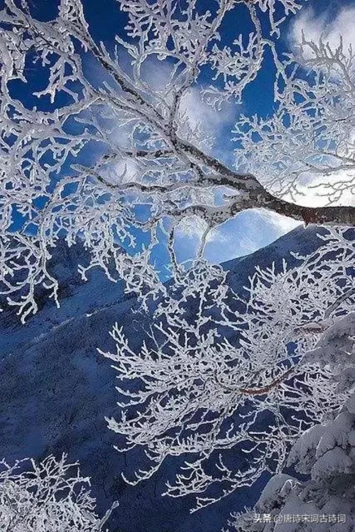 雪音生前发生了什么_雪音为什么背叛夜斗_雪音