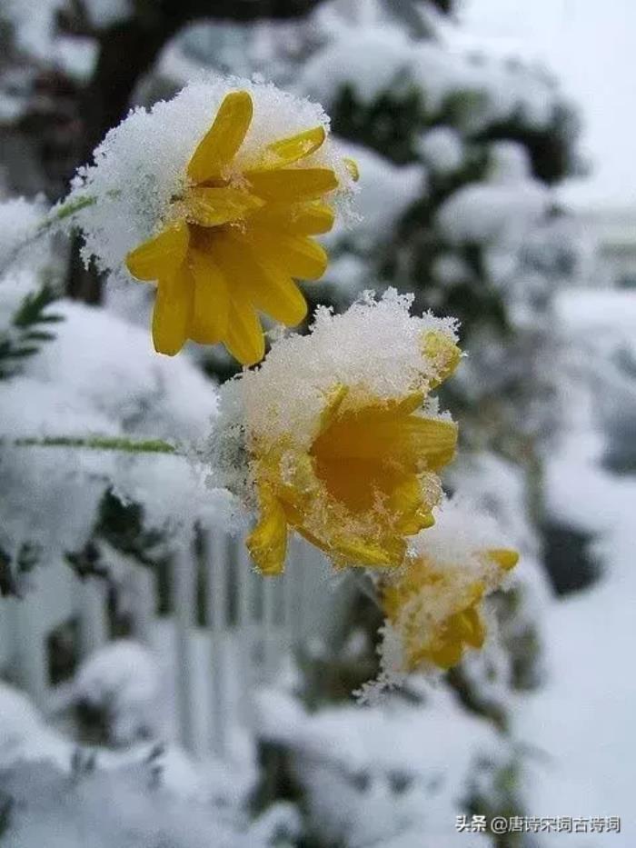 雪音_雪音生前发生了什么_雪音为什么背叛夜斗