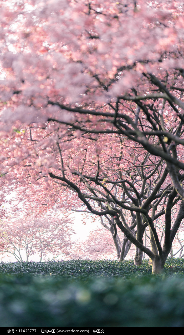 手机游戏樱花寺_樱花手游_樱花寺手机游戏破解版