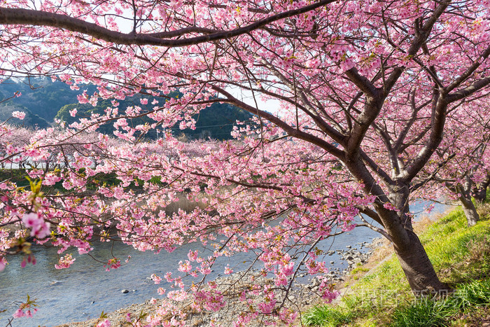 樱花手游_手机游戏樱花寺_樱花寺手机游戏破解版