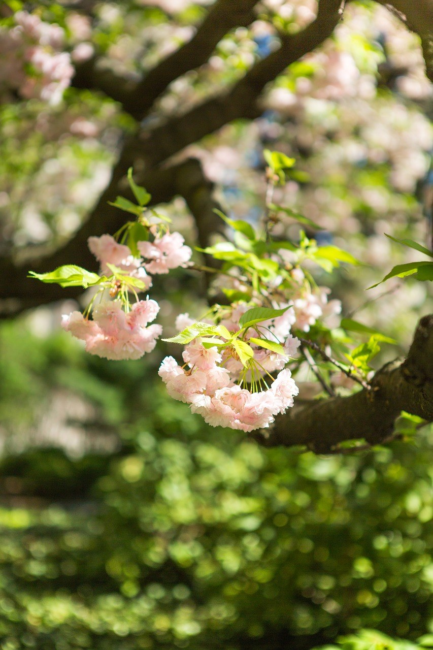 樱花手游_手机游戏樱花寺_樱花寺手机游戏破解版