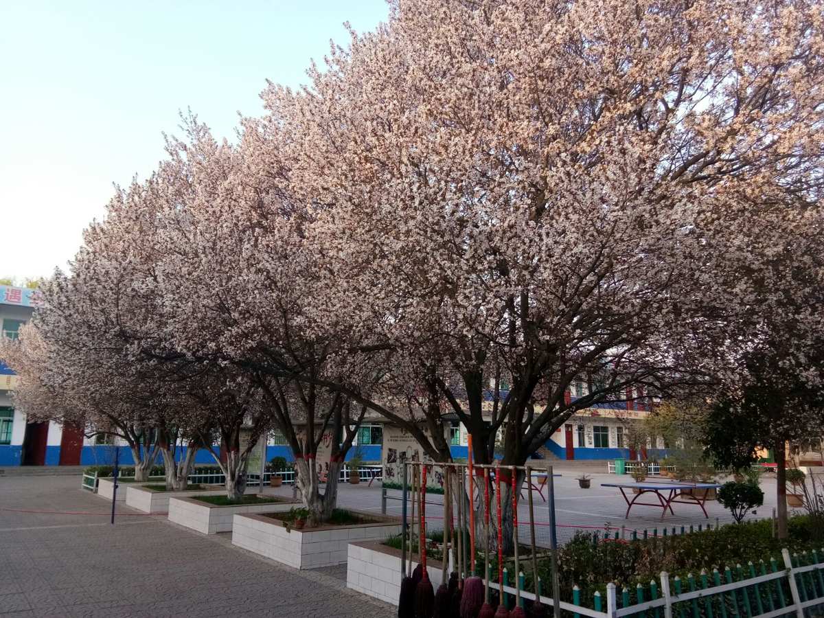 天神小学动漫_天神小学幸子_天神小学