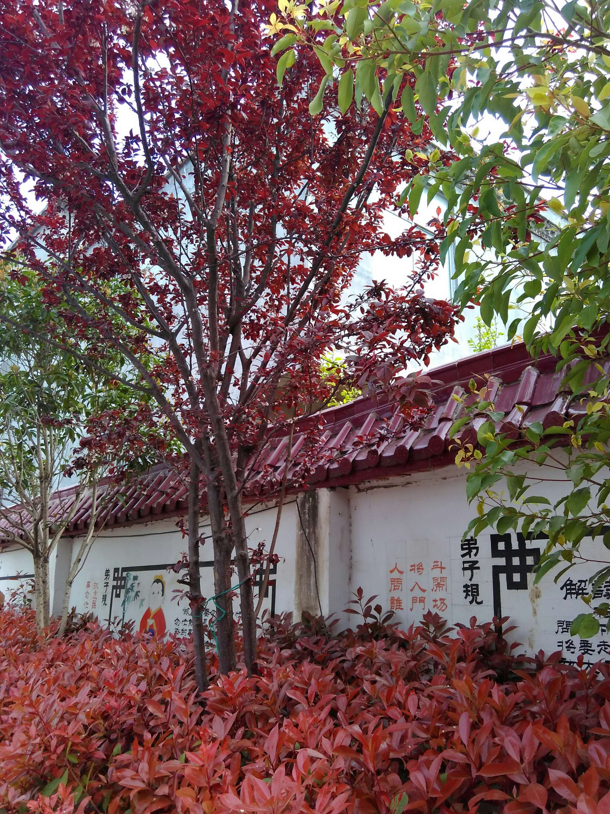 天神小学幸子_天神小学_天神小学动漫