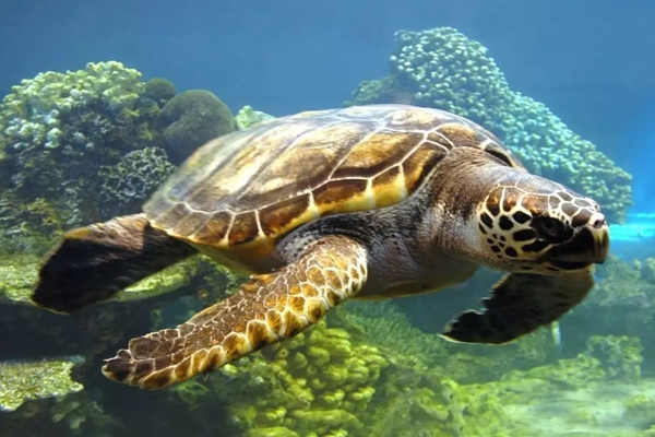 海龟编辑器使用方法_海龟编辑器教程视频_海龟编辑器