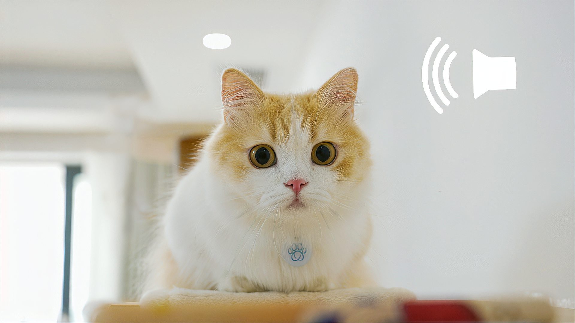 手机吸引猫游戏_吸引猫的游戏_吸引猫咪的游戏软件