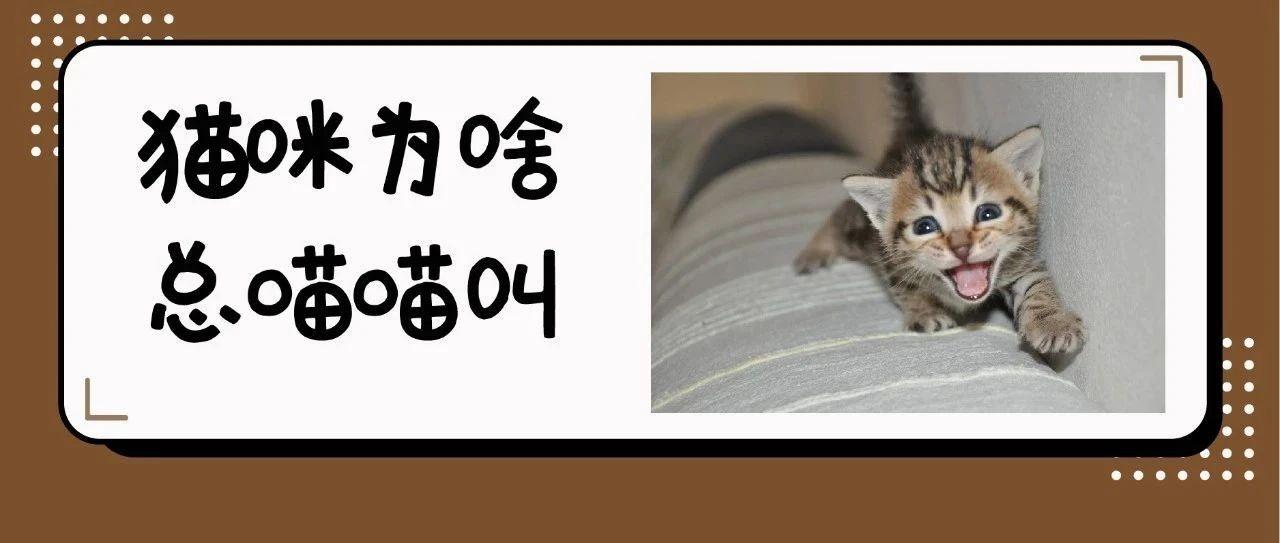吸引猫的游戏_吸引猫咪的游戏软件_手机吸引猫游戏