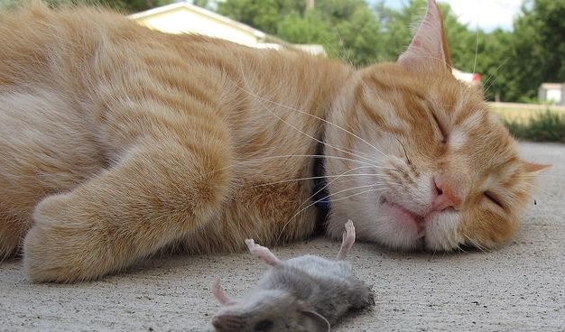 游戏猫咪适合手机还是电脑_适合猫玩的手机游戏_手机游戏适合猫咪的游戏