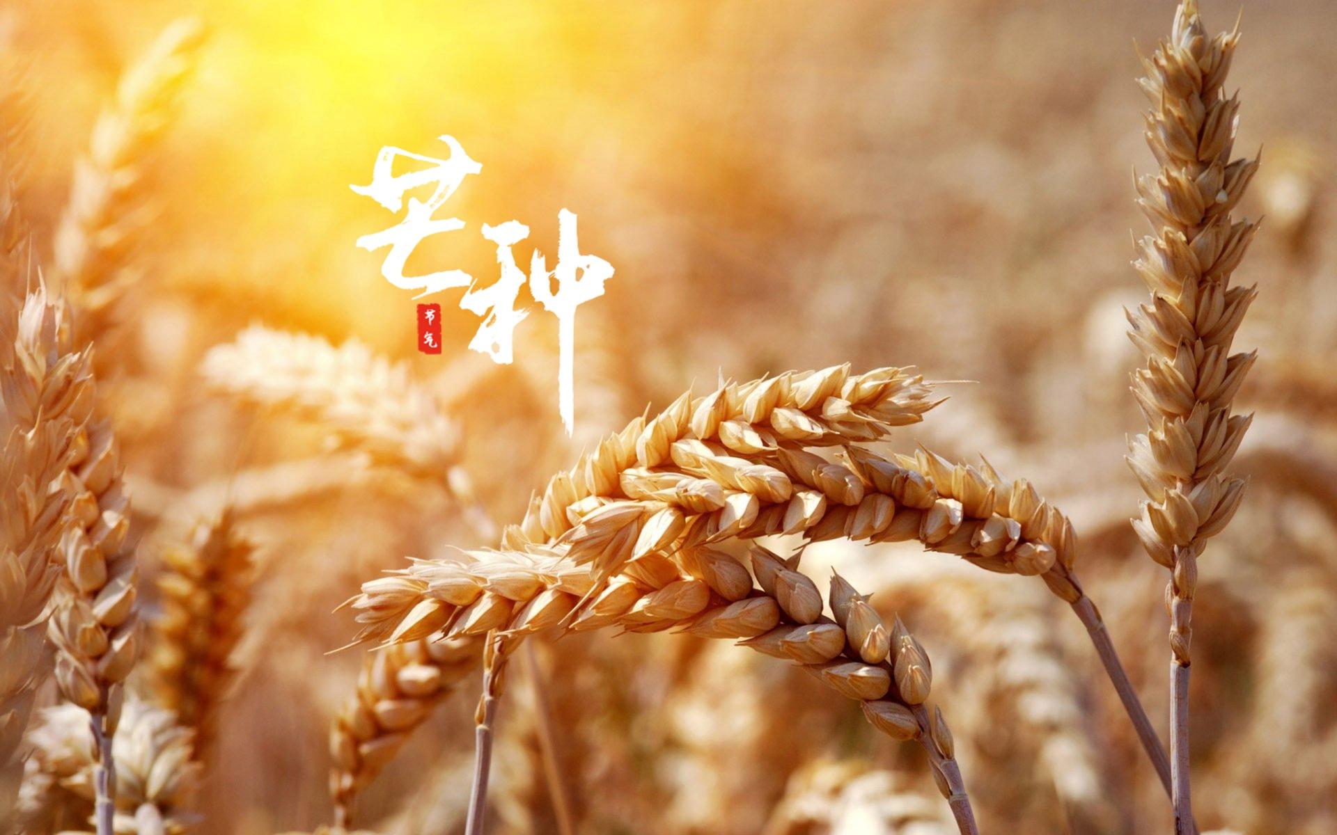 芒种代表人生的寓意_芒种象征_芒种的代表花是什么