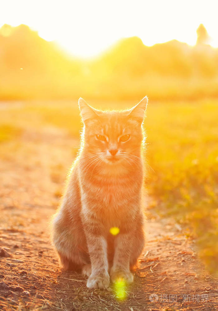 猫咪卖萌图片表情包_猫咪卖萌可爱图片大全_猫咪可爱图片卖萌