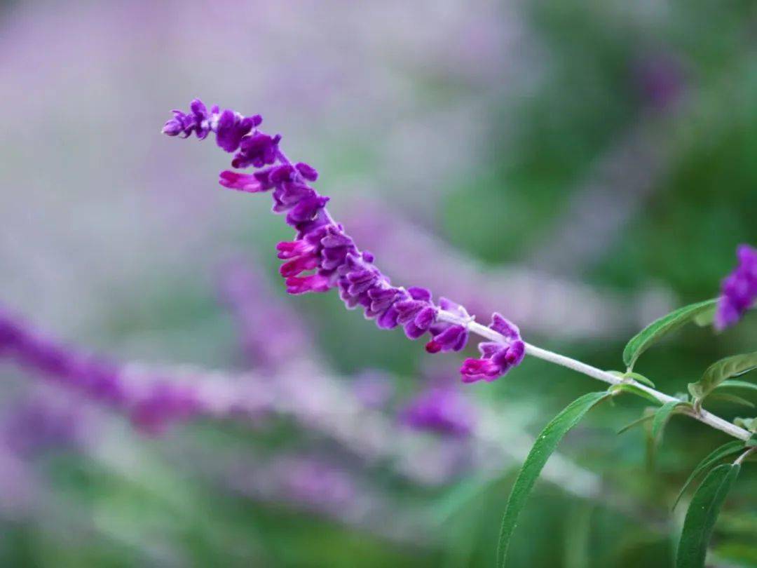 夏至是二十四节气的第几个节气_节气夏至是什么时候_节气夏至是哪一天