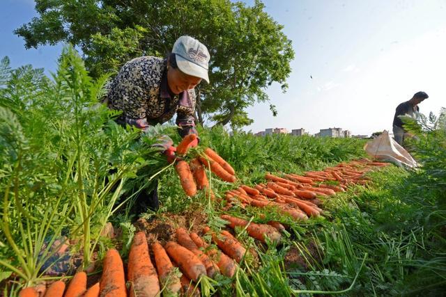 农场手机游戏单机破解_手机游戏农场ios_农场手机游戏没有进度