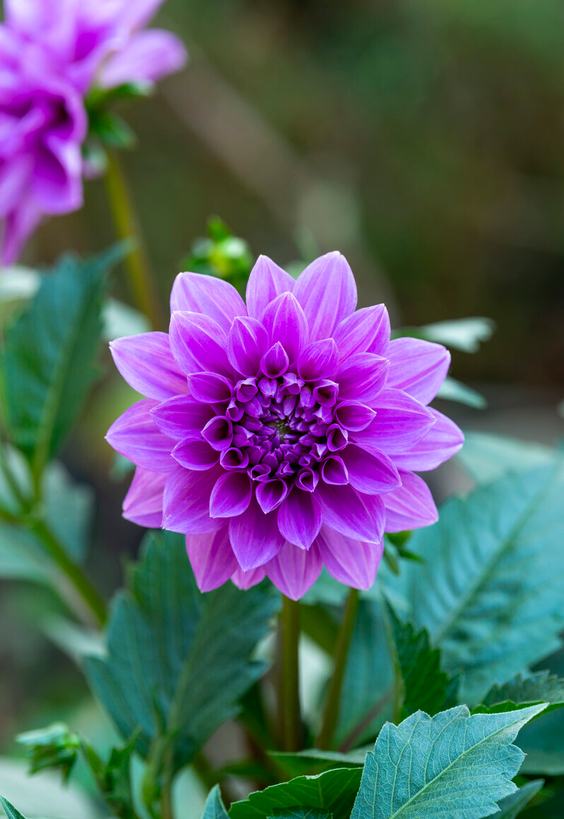 种花游戏手机游戏_种花游戏软件_种花的游戏可以赚钱