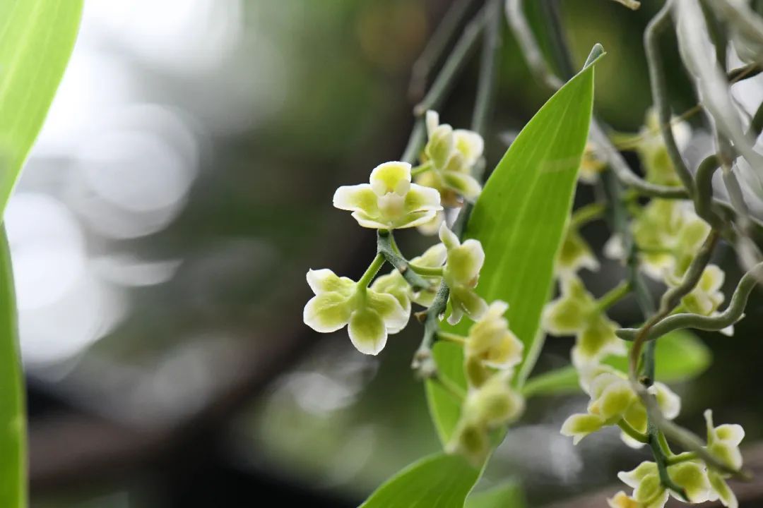 异形之花：神秘之美