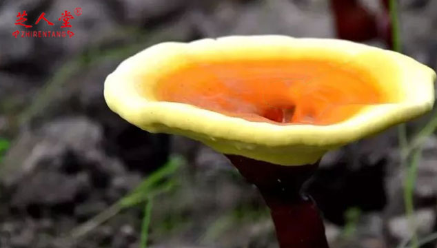 芝鲁东大学照片高清_鲁芝_芝鲁东大学天气预报