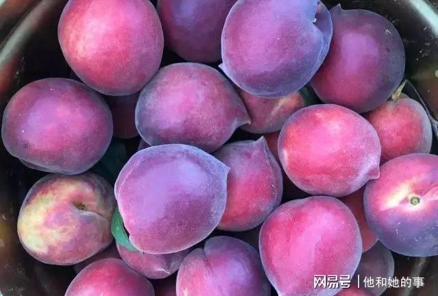 千代田桃的声优_千代田桃_千代田桃的姐姐叫什么