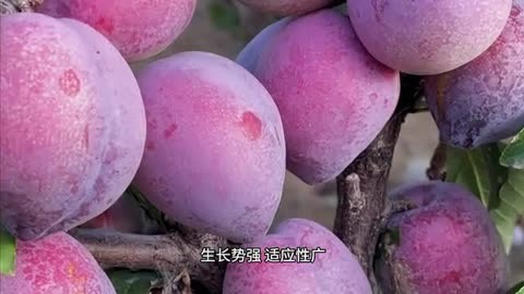 千代田桃_千代田桃的姐姐叫什么_千代田桃的声优