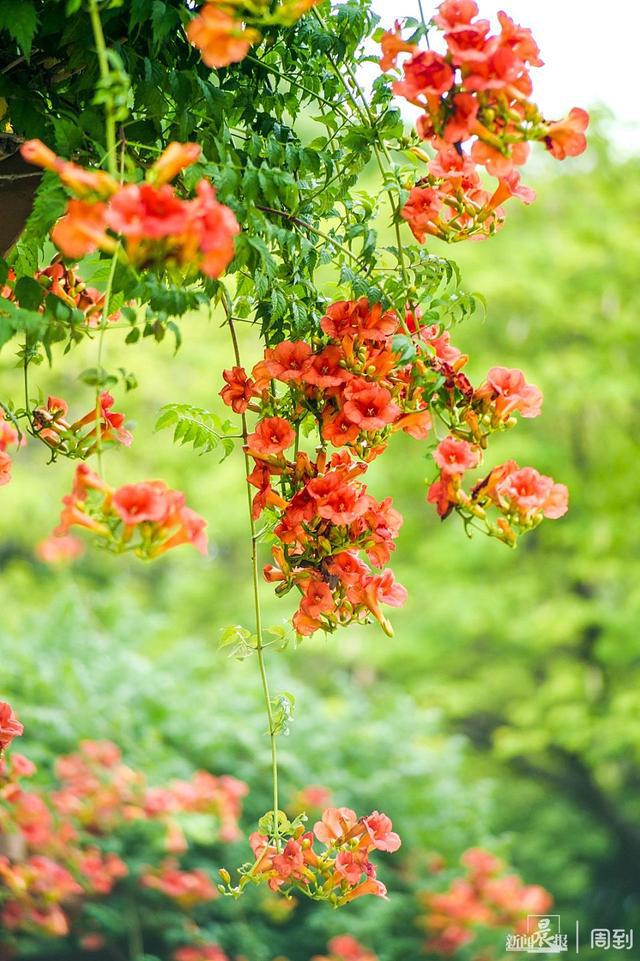 花语程行之程锦衣的身世_花语程行程锦衣黑化_花语程行花小楼程锦衣图片
