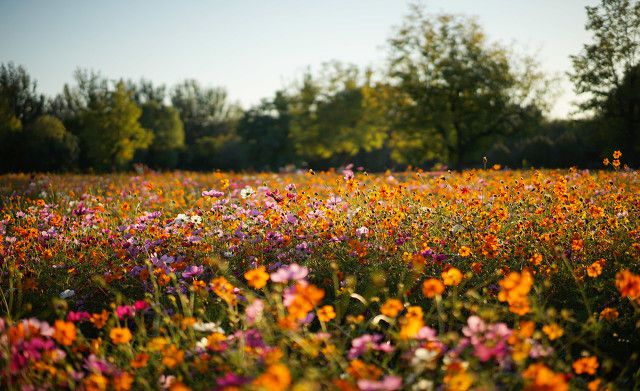 花语程行花小楼程锦衣图片_花语程行之程锦衣的身世_花语程行程锦衣黑化