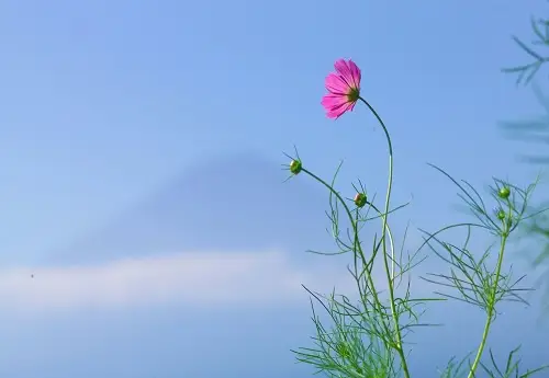 癸卯是年号吗_癸卯是年还是月_2023是什么年癸卯