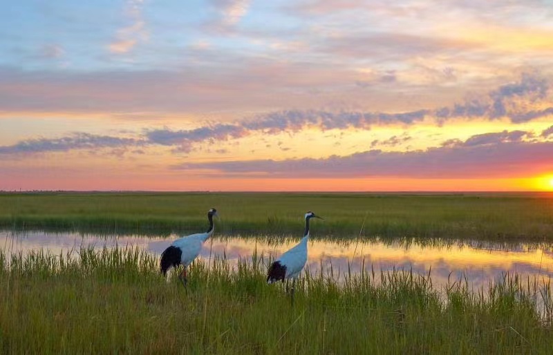 鹳鸟-探寻大自然之美：优雅白鹳的湿地生活与栖息地探寻