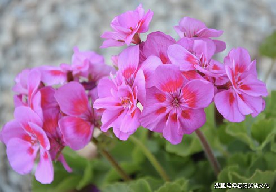 指手画脚怎么玩_指手画脚游戏规则_指手画脚的手机游戏