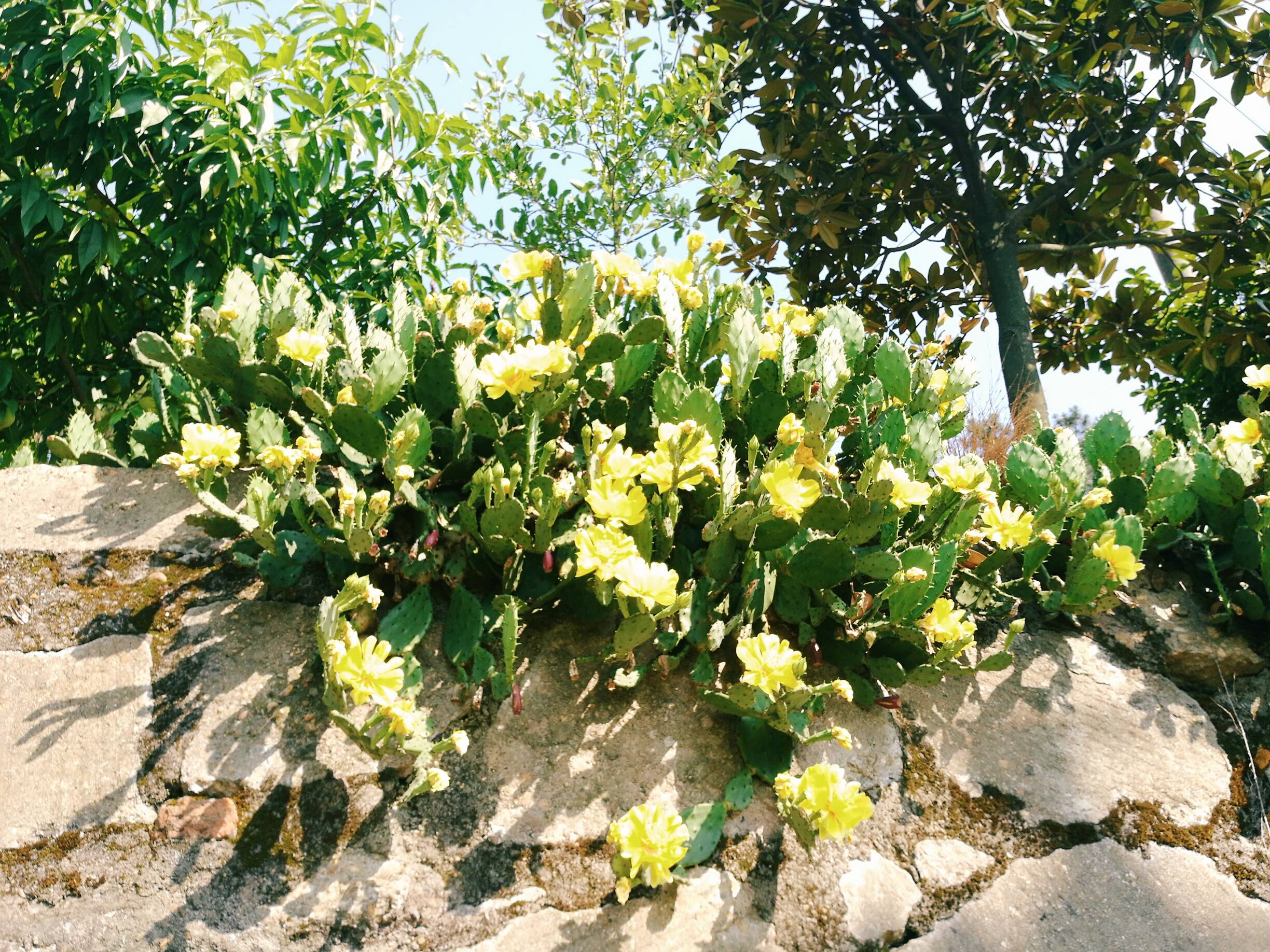 华为mate和荣耀区别_荣耀v30和v30pro区别_荣耀熊猫与荣耀区别