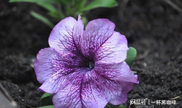 卡突然打手机游戏没信号_卡突然打手机游戏怎么办_手机突然卡打不了游戏了